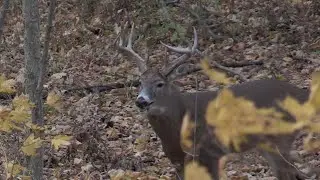Big Ohio Whitetail Buck Falls for the Decoy | Epic Deer Hunting Action!