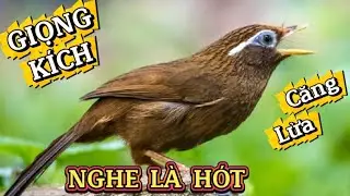Hoạ Mi Hót Đấu /hoạ mi hót sáng luyện giọng kich bổi sổ giọng chim hót hay mỗi ngày