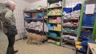 Spürhundetraining -- Hochverstecke