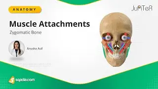 Zygomatic Bone | Muscle Attachments | Cranial Osteology | Anatomy for Medical Students