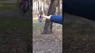 Feeding great tits (parus major)