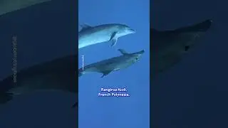 Dolphins Lead Sleeping Friend Through Ocean 🐬