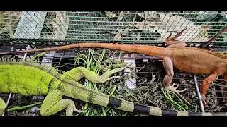 Iguana Rồng đất Nam Mỹ khá hung hăng #rongnammy #chicken #automobile #iguana 