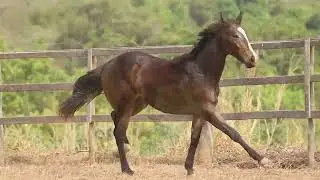 17   ALPINEU FLY HDBA ok