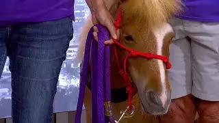 Tiny Trotters mini therapy horses bring joy across the Upstate