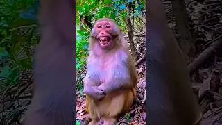 bakari ki video funny jokes 😂 viralcomedy funnyvideo #subscribe#trendingshorts #youtubeshorts#shorts