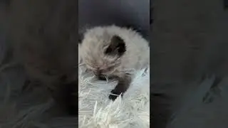 Anton Highlander Kitten