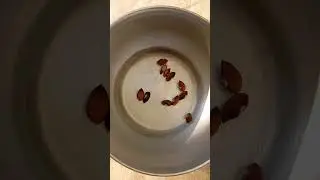 Gooseberry Seeds germination day 1