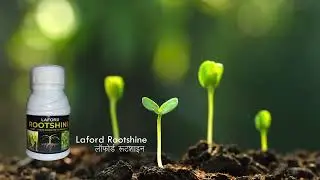 Laford Root Shine