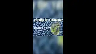 Strains of Yesterday : BLUEBERRY
