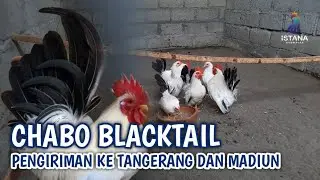 CHABO BLACKTAIL SIAP KIRIM ‼️#chabo #chaboblacktail