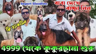 Biggest German Shepherd Kennel in West Bengal। Import Quality Kci Registered । Dog Market in Kolkata