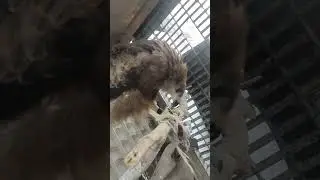 eagle 🦅 eating #jack#eating # meat #hungry