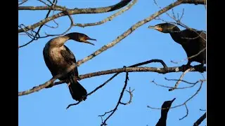 Double-crested Cormorants & the Great Cormorant