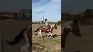 Pixie❤️ #equines #equestrian #horseriding #equine #pixie #pony #equitation #cantering #equitation