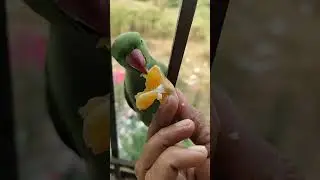 Wild Parrot 🦜🦜🦜🐦🦜🐦 #parrotsound #parrots #birds #birdlovers