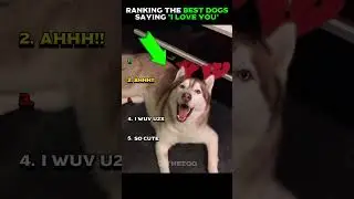 Рейтинг лучших собак, говорящих &laquo;Я люблю тебя&raquo;. Часть 2 😍