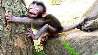Breaking my heart to see Cruelty monkey Dee Dee catching Baby monkey without reason