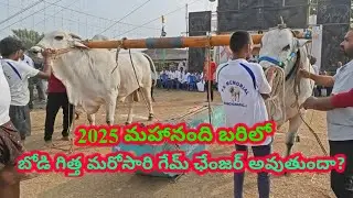 బోడి గిత్త మరోసారి గేమ్ ఛేంజర్ అవుతుందా ? Ongole bulls