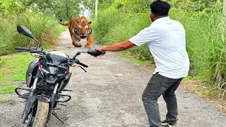 Tiger Attack Man in Forest ! Fun Made Movie Tiger Attack in Jungle