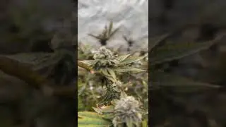 Day 49 Trop cherry 🍒 #cannabyus #cannabis #organic #medicalcannabis #tropcherry