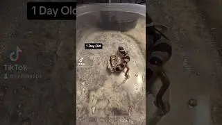 MAJOR Gecko Transformation! 1 Day-5 Months 🧬🦎 #shorts #LeopardGecko #Gecko