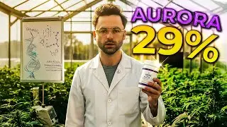 AURORA 29/1 &ndash; najmocniejsza odmiana w Polsce?! Pełne badania w labie!