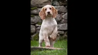 Problem solving with Tarncrag Gundogs