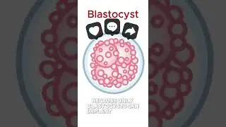 Blastocyst Development Explained &ndash; What the Number Tells You  #fertilityawareness #ivfsupport #facts
