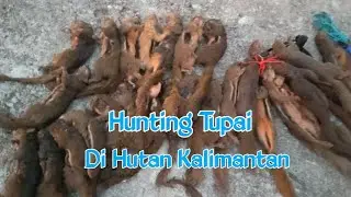 Solo Hunting Hama Tupai Di Hutan Kalimantan
