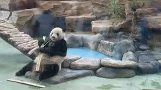 panda