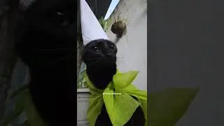 CRAWLY THE GNOME ALLIES WITH THE CATS! 🧙&zwj;♂️🔥🐈&zwj;⬛️