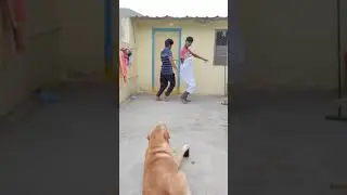 My Dog gani Full Funny Dog 😂😂 Gani #viral #funnyshort