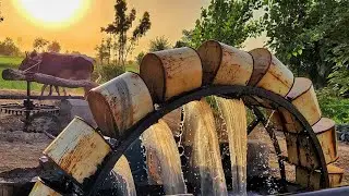 Persian Wheel Method of Irrigation with Bulls | Time Tested Water Irrigation System