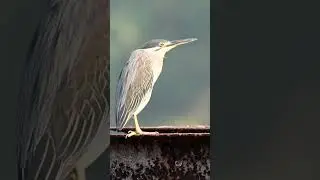 Striated heron #Striatedheron #birdwatching_by_ranjit #birdwatching #birds #Indianbirds
