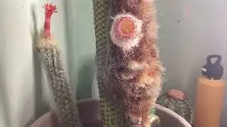 Vatricania guentheri flower time lapse. Battery died before it fully opened
