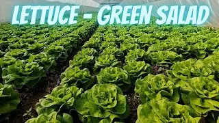 Lettuce - Green salad production
