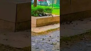 animals ke sath bat karte hui video#status #animals  #viral #vlog #video #viralvideo #viralshorts .