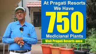 At Pragati Resorts We have more than Varieties of 750 Medicinal Plants||SV Rama Rao Plant Scientist