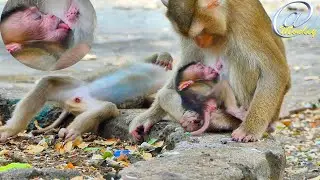 Cute baby hybrid || he tried to lick his mother's breast to comfort his mother to give him milk.