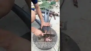 Backyard Survival Skills Cutting Palm For Fresh Food