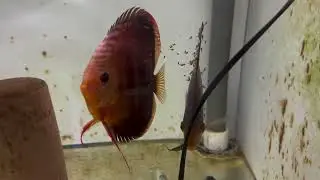 Es dif&iacute;cil tener peces disco? O criarlos?