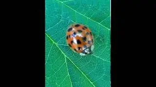 Harlequin Ladybird - Harmonia axyridis - As&iacute;ubjalla - Mar&iacute;uh&aelig;na - Bj&ouml;llur