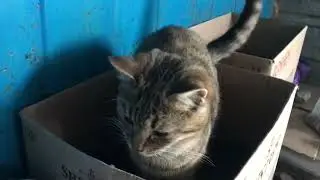 A Man Brought a Delicious Lunch to the Street Cats