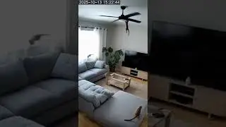Meerkat Chaos at Home #funnyanimals