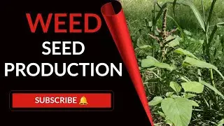 | WEED MANAGEMENT | WEED SEED PRODUCTION | FOR B.Sc. Ag. | AGRONOMY JRF SRF & NET | M.Sc. Ag. |