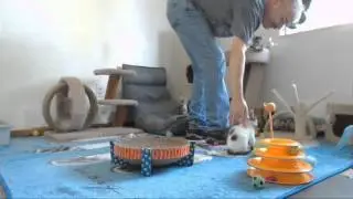 Babylon 5 Kittens - Leaping Lyta