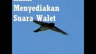 Walet Pulang Kandang.wmv