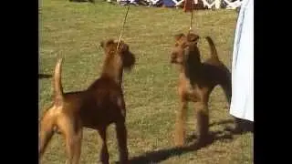 Irish Terrier - AKC Dog Breed Series