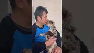 #lol #please #stop #papa  #cute #puppy #dog #happy #for #fun #play #pets #love #home